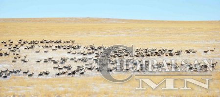 Зээрийн сүрэг шүлхийгээр өвчилжээ