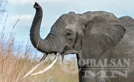 Аварга том амьтны арчаагүй өрөвдмөөр амьдрал