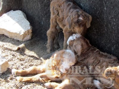 Халдварт өвчин судлалын үндэсний төвөөс иргэдэд анхааруулж байна