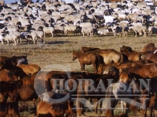 Манай малчид налгар сайхан хаваржиж байна