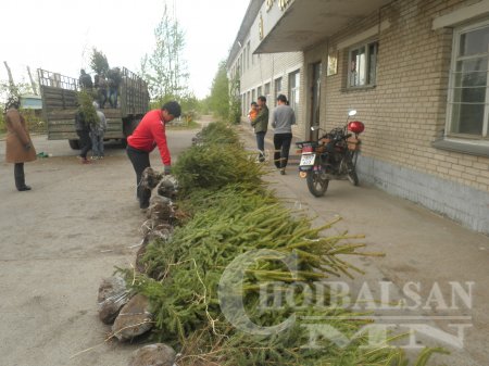 Хотын ногоон байгууламж 300 гацуур модоор чимэглэгдлээ