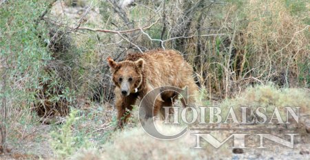 Байгаль хамгаалагчдын мотоцикль, холбоог шийдэж өгөхөөр боллооБайгаль хамга ...