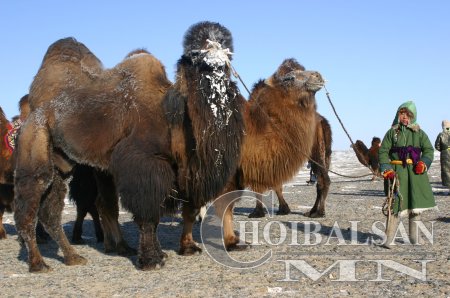 Хүн амын нийт өвчлөлийн 70 орчим хувь нь хоол хүнснээс үүдэлтэй