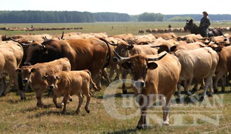 600 гаруй малыг Хэрлэн сумаас гаргаад байна