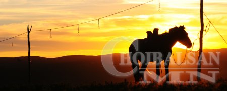 Алдуул Монгол адуу эргэж нутагтаа ирсэн түүх