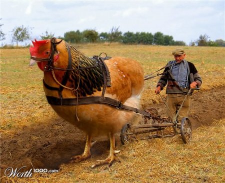 Хэт том хэмжээтэй амьтад 