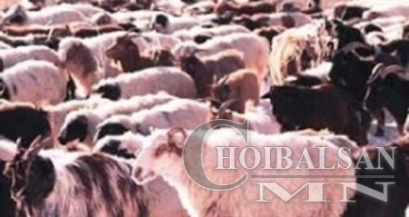 Мянгат малчинд 6.3 жилийн ял оноолоо