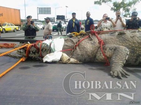 Панамын сувгаас аварга том матар олджээ