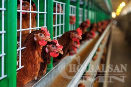 БНХАУ-аас шувууны гаралтай бүтээгдэхүүн импортлохгүй байхыг анхааруулж байн ...