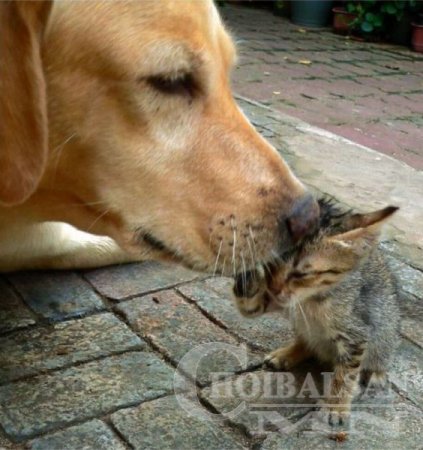 Амьтад ч биендээ хайртай