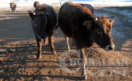 700 гаруй мал шүлхийгээр өвчилжээ