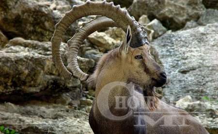 Аргаль угалз,тэх агнах тоо толгойг нэг дахин нэмэгдүүлжээ