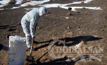 Гурван суманд малын галзуу өвчний тохиолдол бүртгэгдлээ