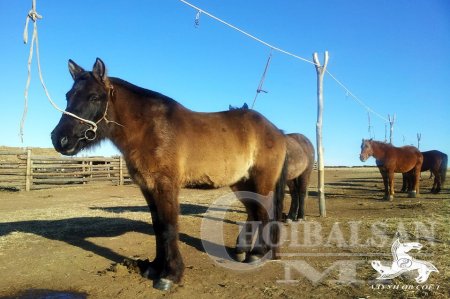 Сайн хүлгийг туурайн чимээгээр таньсан нь