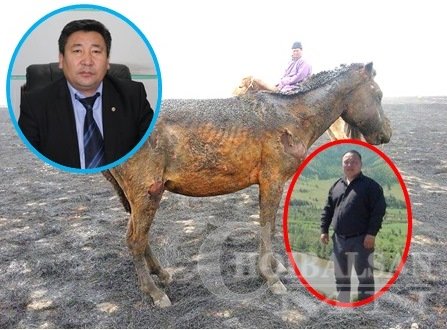 Булган аймгийн Баяннуур суманд 52 тооны адуу амьдаараа шатжээ