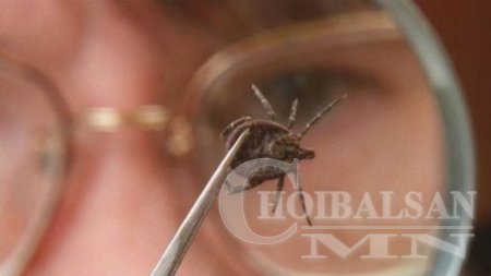 Хоёр хүүхэд хачигт халдвараар өвчилжээ