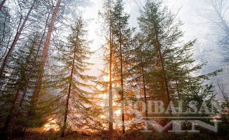 Буриад улсад гарсан ой хээрийн түймрийн талбай нэг өдрийн дотор 1.5 дахин н ...