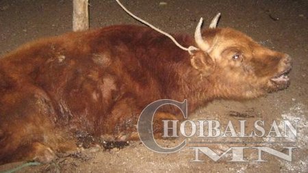 Матад суманд үхрийн галзуу өвчин бүртгэгджээ