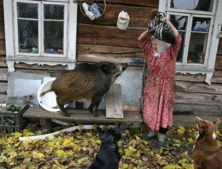 Элдэв зурагнууд