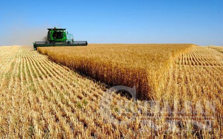 Дутуу ургасан тариаг малын тэжээл болгон худалдаж авна