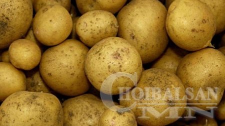 Аймгийнхаа төмсний хэрэгцээний 44 хувийг дотоодоос хангана