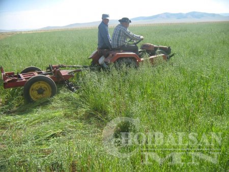 Халхголд хятад эзэнтэй Монголчууд хадлан хадаж байна