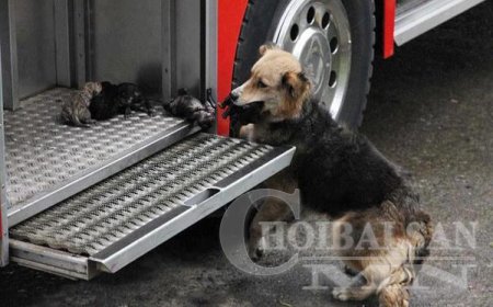 Энэ нохой гал гарч байгаа байшингаас өөрийнхөө 5 гөлгийг зууж гаргаад галын машин дотор тавьж байгаа нь