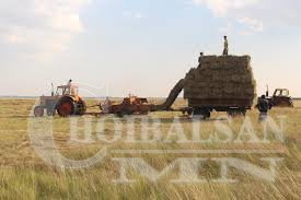 Боодол өвс 4000-6000 төгрөгийн үнэтэй байна
