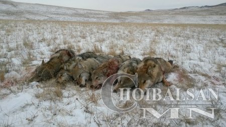 Бүтэн чоно 500 мянган төгрөгт нууцаар зарагдаж, Хятадад нэг соёо нь 1200 юа ...