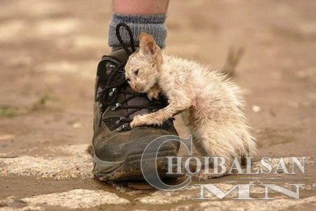 Хайр түгээсэн ЦАРАЙ МУУТ Хайр түгээсэн ЦАРАЙ МУУТ
