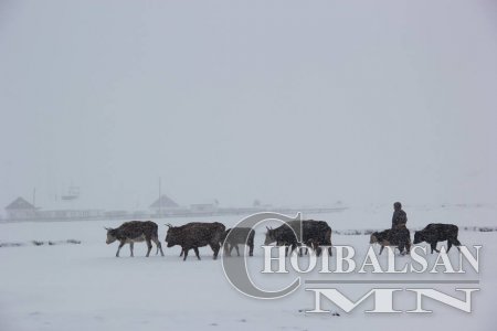 Цас нэмж орвол зарим сумдад өвөлжилт хүндэрч болзошгүй байна