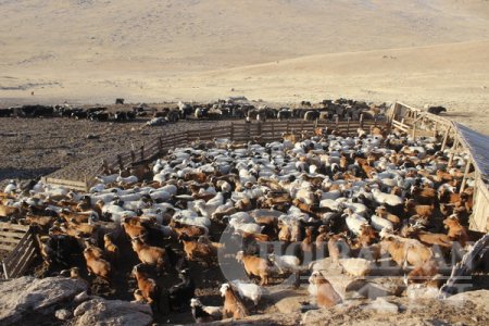 Урьдчилсан дүнгээр манай улс 55957.6 мянган толгой малтай