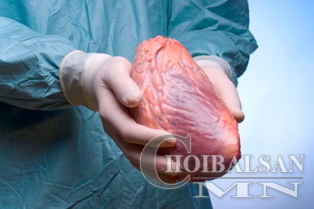 Хүний эрхтэнүүдийг амьтанд ургуулах болно