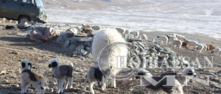 Хэнтий аймагт малын гоц халдварт цэцэг өвчин гарчээ