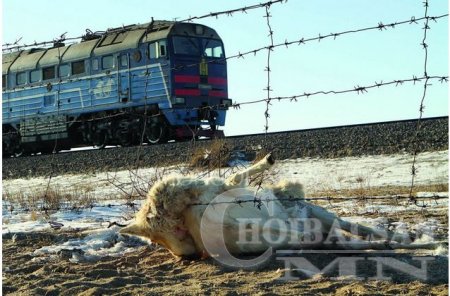 Төмөр замын өргөст торонд цагаан зээр орооцолдон үхэж байна