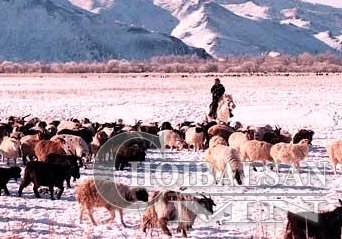 Өвөлжилт хүндэрсэнтэй холбогдуулан дараах арга хэмжээг авна