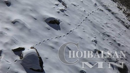 Хималайн ууланд алмасны мөр олджээ