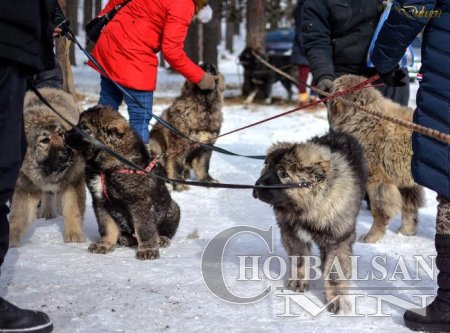 Нохой сонирхогчид цугларч анд нөхрөө танилцууллаа