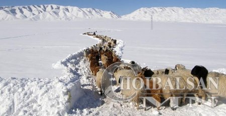 248 мянга гаруй толгой мал хорогджээ