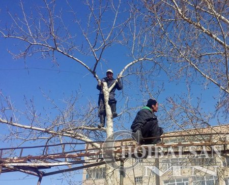 Чойбалсан хотод мод тайралтын ажил явагдаж байна