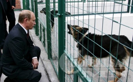 Нохой Путины үнэнч нөхөр үү, аль эсвэл...