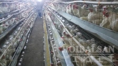"Өсөх шувуут" компани Дорнодчуудынхаа хүнсний хэрэгцээнд зориулж өдөрт 4000 өндөг худалдаалж байна