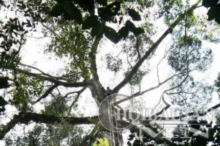 Халуун орны хамгийн өндөр модыг олж илрүүлжээ