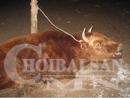 Хэнтий аймагт галзуу өвчин гарчээ
