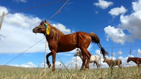  Монгол түмний их баяр эрийн гуван наадам