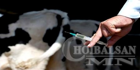 Матадчууд үхэр сүргээ вакцинжуулж дууслаа