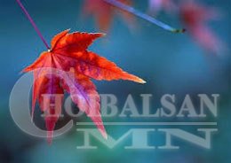 Гурван ширхэг навч