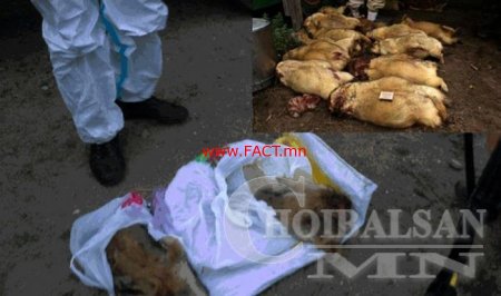 ТОВЧООГООР 187 ШИРХЭГ ТАРВАГАНЫ МАХ ОРУУЛАХЫГ ЗАВДЖЭЭ