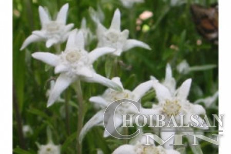 Цагаан уул буюу ул өвс