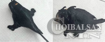 Загас уу, яст мэлхий юу?